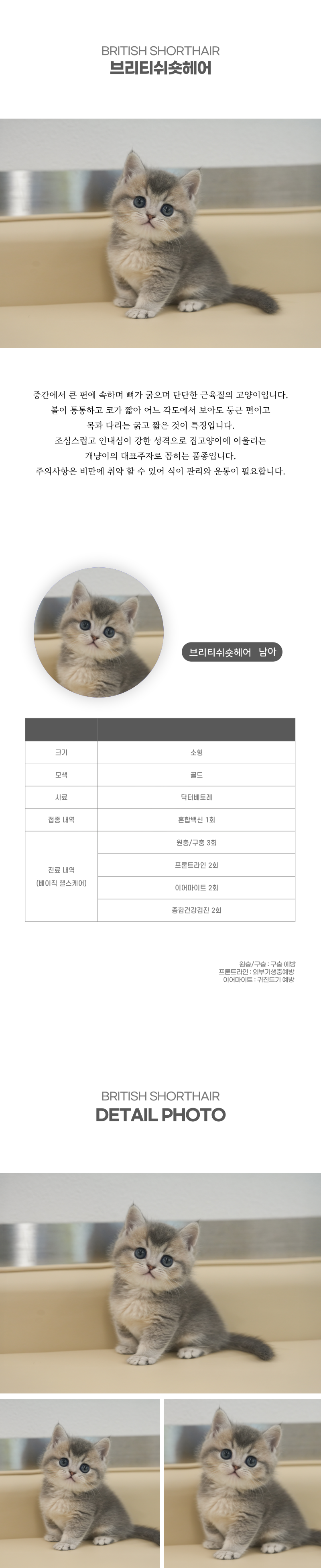 브리티쉬숏헤어_상세이미지_2